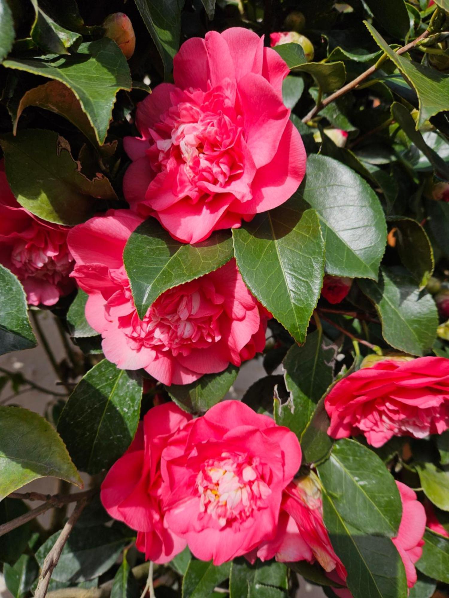 셀-쉬르-셰르 Les Camelias 빌라 외부 사진